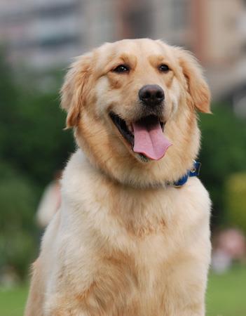 【金毛寻回犬】金毛寻回犬多少钱一只|价格|图片_金毛寻回犬性格特点_金毛寻回犬好养吗_金毛寻回犬训练方式_狗狗品种_宠物品种_宠物家族网