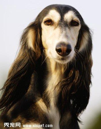 【萨路基猎犬】萨路基猎犬多少钱一只|价格|图片_萨路基猎犬性格特点_萨路基猎犬好养吗_萨路基猎犬训练方式_狗狗品种_宠物品种_宠物家族网