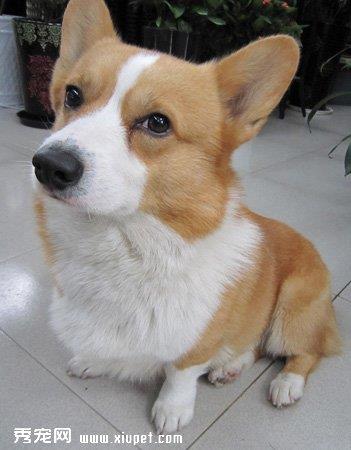 【彭布罗克威尔士柯基犬】彭布罗克威尔士柯基犬多少钱一只|价格|图片_彭布罗克威尔士柯基犬性格特点_彭布罗克威尔士柯基犬好养吗_彭布罗克威尔士柯基犬训练方式_狗狗品种_宠物品种_宠物家族网