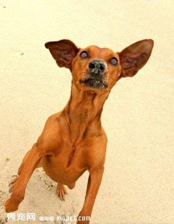 【德国宾莎犬】德国宾莎犬多少钱一只|价格|图片_德国宾莎犬性格特点_德国宾莎犬好养吗_德国宾莎犬训练方式_狗狗品种_宠物品种_宠物家族网