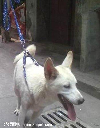 【挪威布哈德犬】挪威布哈德犬多少钱一只|价格|图片_挪威布哈德犬性格特点_挪威布哈德犬好养吗_挪威布哈德犬训练方式_狗狗品种_宠物品种_宠物家族网
