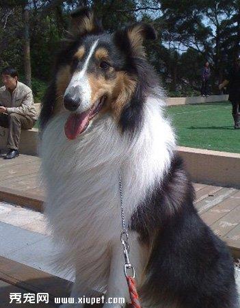 【粗毛柯利犬】粗毛柯利犬多少钱一只|价格|图片_粗毛柯利犬性格特点_粗毛柯利犬好养吗_粗毛柯利犬训练方式_狗狗品种_宠物品种_宠物家族网