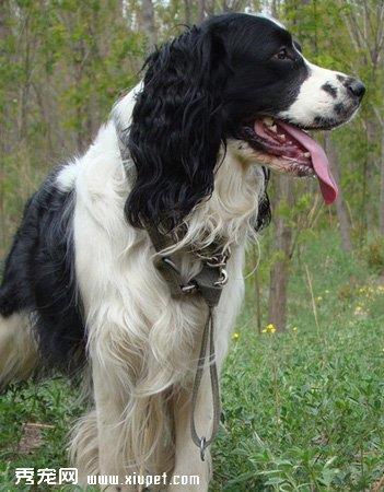 【切萨皮克海湾寻回犬】切萨皮克海湾寻回犬多少钱一只|价格|图片_切萨皮克海湾寻回犬性格特点_切萨皮克海湾寻回犬好养吗_切萨皮克海湾寻回犬训练方式_狗狗品种_宠物品种_宠物家族网