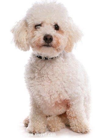 【卷毛比熊犬】卷毛比熊犬多少钱一只|价格|图片_卷毛比熊犬性格特点_卷毛比熊犬好养吗_卷毛比熊犬训练方式_狗狗品种_宠物品种_宠物家族网