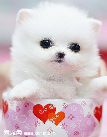 【茶杯犬】茶杯犬多少钱一只|价格|图片_茶杯犬性格特点_茶杯犬好养吗_茶杯犬训练方式_狗狗品种_宠物品种_宠物家族网