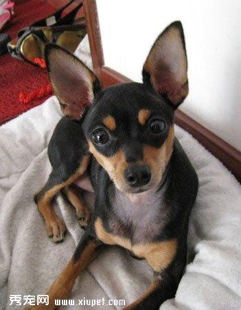 【小鹿犬】小鹿犬多少钱一只|价格|图片_小鹿犬性格特点_小鹿犬好养吗_小鹿犬训练方式_狗狗品种_宠物品种_宠物家族网