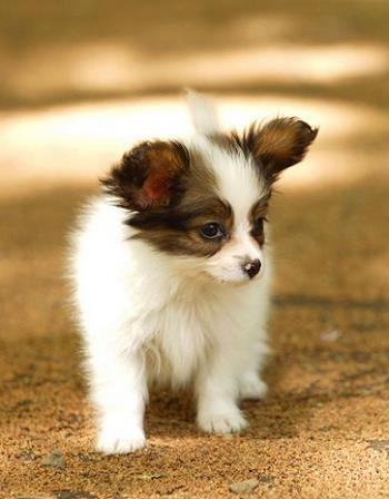 【蝴蝶犬】蝴蝶犬多少钱一只|价格|图片_蝴蝶犬性格特点_蝴蝶犬好养吗_蝴蝶犬训练方式_狗狗品种_宠物品种_宠物家族网