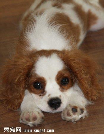 【骑士查理王小猎犬】骑士查理王小猎犬多少钱一只|价格|图片_骑士查理王小猎犬性格特点_骑士查理王小猎犬好养吗_骑士查理王小猎犬训练方式_狗狗品种_宠物品种_宠物家族网