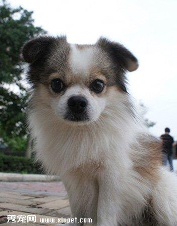 【北京犬】北京犬多少钱一只|价格|图片_北京犬性格特点_北京犬好养吗_北京犬训练方式_狗狗品种_宠物品种_宠物家族网