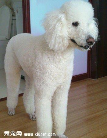 【巨型贵宾犬】巨型贵宾犬多少钱一只|价格|图片_巨型贵宾犬性格特点_巨型贵宾犬好养吗_巨型贵宾犬训练方式_狗狗品种_宠物品种_宠物家族网