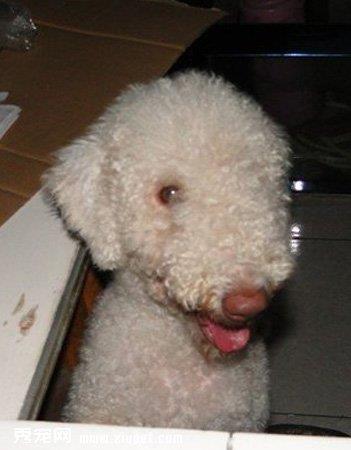 【捕鼠梗犬】捕鼠梗犬多少钱一只|价格|图片_捕鼠梗犬性格特点_捕鼠梗犬好养吗_捕鼠梗犬训练方式_狗狗品种_宠物品种_宠物家族网