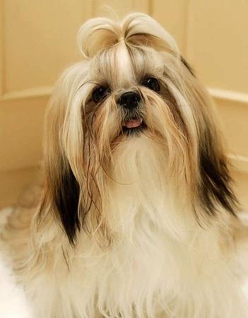【西施犬】西施犬多少钱一只|价格|图片_西施犬性格特点_西施犬好养吗_西施犬训练方式_狗狗品种_宠物品种_宠物家族网
