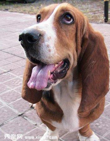 【巴吉度犬】巴吉度犬多少钱一只|价格|图片_巴吉度犬性格特点_巴吉度犬好养吗_巴吉度犬训练方式_狗狗品种_宠物品种_宠物家族网