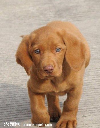 【寻血猎犬】寻血猎犬多少钱一只|价格|图片_寻血猎犬性格特点_寻血猎犬好养吗_寻血猎犬训练方式_狗狗品种_宠物品种_宠物家族网
