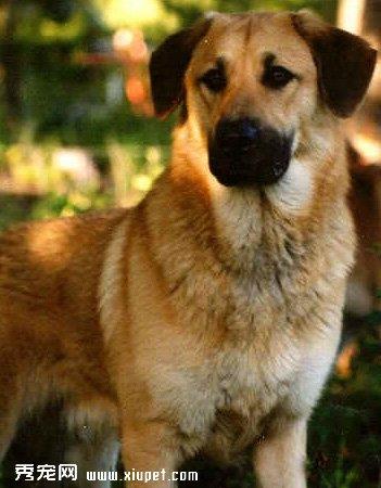 【奇努克犬】奇努克犬多少钱一只|价格|图片_奇努克犬性格特点_奇努克犬好养吗_奇努克犬训练方式_狗狗品种_宠物品种_宠物家族网