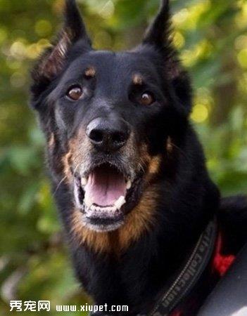 【法国狼犬】法国狼犬多少钱一只|价格|图片_法国狼犬性格特点_法国狼犬好养吗_法国狼犬训练方式_狗狗品种_宠物品种_宠物家族网