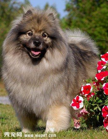 【荷兰毛狮犬】荷兰毛狮犬多少钱一只|价格|图片_荷兰毛狮犬性格特点_荷兰毛狮犬好养吗_荷兰毛狮犬训练方式_狗狗品种_宠物品种_宠物家族网