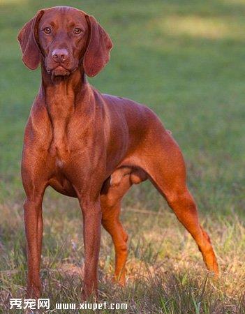 【维希拉猎犬】维希拉猎犬多少钱一只|价格|图片_维希拉猎犬性格特点_维希拉猎犬好养吗_维希拉猎犬训练方式_狗狗品种_宠物品种_宠物家族网