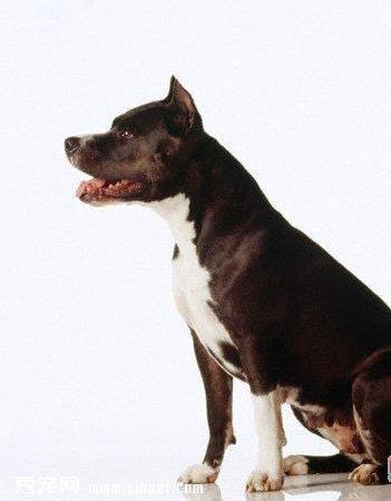 【平毛寻回猎犬】平毛寻回猎犬多少钱一只|价格|图片_平毛寻回猎犬性格特点_平毛寻回猎犬好养吗_平毛寻回猎犬训练方式_狗狗品种_宠物品种_宠物家族网
