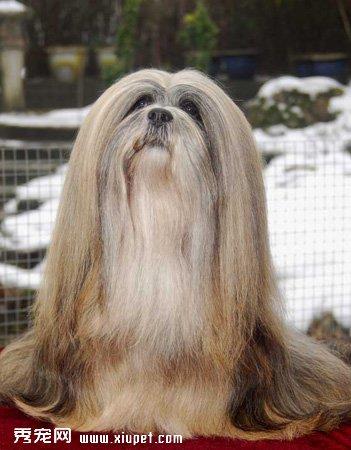 【拉萨犬】拉萨犬多少钱一只|价格|图片_拉萨犬性格特点_拉萨犬好养吗_拉萨犬训练方式_狗狗品种_宠物品种_宠物家族网
