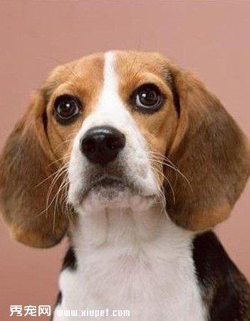 【英国猎狐犬】英国猎狐犬多少钱一只|价格|图片_英国猎狐犬性格特点_英国猎狐犬好养吗_英国猎狐犬训练方式_狗狗品种_宠物品种_宠物家族网