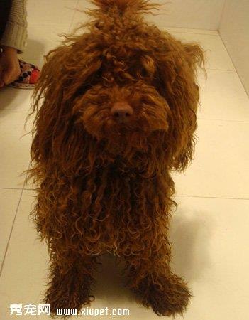 【波利犬】波利犬多少钱一只|价格|图片_波利犬性格特点_波利犬好养吗_波利犬训练方式_狗狗品种_宠物品种_宠物家族网
