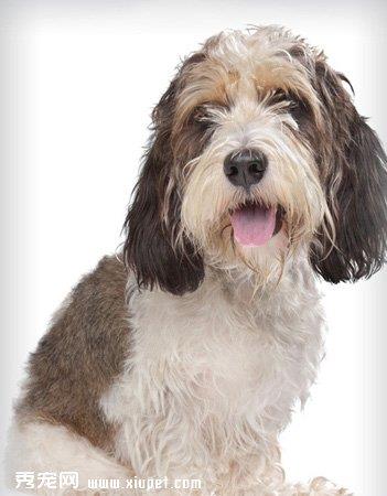【迷你贝吉格里芬凡丁犬】迷你贝吉格里芬凡丁犬多少钱一只|价格|图片_迷你贝吉格里芬凡丁犬性格特点_迷你贝吉格里芬凡丁犬好养吗_迷你贝吉格里芬凡丁犬训练方式_狗狗品种_宠物品种_宠物家族网