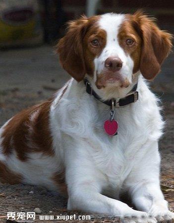 【布列塔尼犬】布列塔尼犬多少钱一只|价格|图片_布列塔尼犬性格特点_布列塔尼犬好养吗_布列塔尼犬训练方式_狗狗品种_宠物品种_宠物家族网