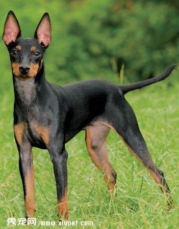 【玩具曼彻斯特犬】玩具曼彻斯特犬多少钱一只|价格|图片_玩具曼彻斯特犬性格特点_玩具曼彻斯特犬好养吗_玩具曼彻斯特犬训练方式_狗狗品种_宠物品种_宠物家族网