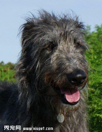 【苏格兰猎鹿犬】苏格兰猎鹿犬多少钱一只|价格|图片_苏格兰猎鹿犬性格特点_苏格兰猎鹿犬好养吗_苏格兰猎鹿犬训练方式_狗狗品种_宠物品种_宠物家族网