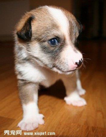 【挪威伦德猎犬】挪威伦德猎犬多少钱一只|价格|图片_挪威伦德猎犬性格特点_挪威伦德猎犬好养吗_挪威伦德猎犬训练方式_狗狗品种_宠物品种_宠物家族网