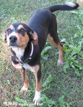 【大型黑褐色猎浣熊犬】大型黑褐色猎浣熊犬多少钱一只|价格|图片_大型黑褐色猎浣熊犬性格特点_大型黑褐色猎浣熊犬好养吗_大型黑褐色猎浣熊犬训练方式_狗狗品种_宠物品种_宠物家族网