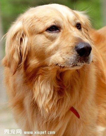 【库瓦兹犬】库瓦兹犬多少钱一只|价格|图片_库瓦兹犬性格特点_库瓦兹犬好养吗_库瓦兹犬训练方式_狗狗品种_宠物品种_宠物家族网