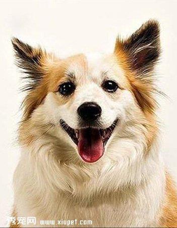 【冰岛牧羊犬】冰岛牧羊犬多少钱一只|价格|图片_冰岛牧羊犬性格特点_冰岛牧羊犬好养吗_冰岛牧羊犬训练方式_狗狗品种_宠物品种_宠物家族网