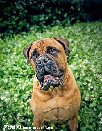 【斗牛獒犬】斗牛獒犬多少钱一只|价格|图片_斗牛獒犬性格特点_斗牛獒犬好养吗_斗牛獒犬训练方式_狗狗品种_宠物品种_宠物家族网