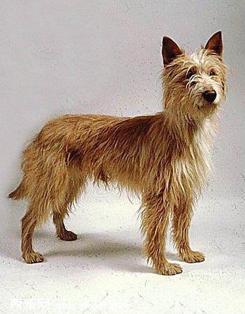 【葡萄牙波登可犬】葡萄牙波登可犬多少钱一只|价格|图片_葡萄牙波登可犬性格特点_葡萄牙波登可犬好养吗_葡萄牙波登可犬训练方式_狗狗品种_宠物品种_宠物家族网