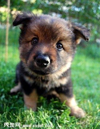 【芬兰拉普猎犬】芬兰拉普猎犬多少钱一只|价格|图片_芬兰拉普猎犬性格特点_芬兰拉普猎犬好养吗_芬兰拉普猎犬训练方式_狗狗品种_宠物品种_宠物家族网