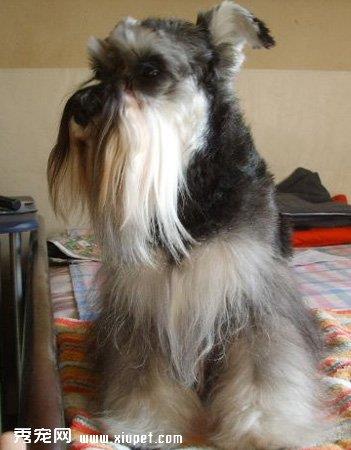 【英国跳猎犬】英国跳猎犬多少钱一只|价格|图片_英国跳猎犬性格特点_英国跳猎犬好养吗_英国跳猎犬训练方式_狗狗品种_宠物品种_宠物家族网