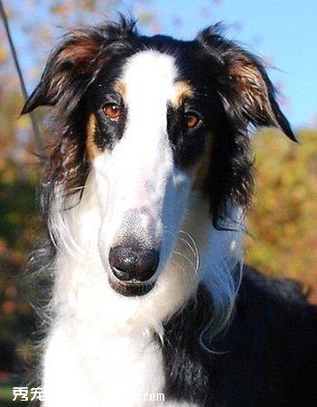 【苏俄猎狼犬】苏俄猎狼犬多少钱一只|价格|图片_苏俄猎狼犬性格特点_苏俄猎狼犬好养吗_苏俄猎狼犬训练方式_狗狗品种_宠物品种_宠物家族网