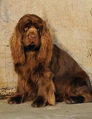 【苏塞克斯猎犬】苏塞克斯猎犬多少钱一只|价格|图片_苏塞克斯猎犬性格特点_苏塞克斯猎犬好养吗_苏塞克斯猎犬训练方式_狗狗品种_宠物品种_宠物家族网
