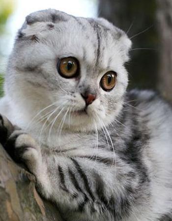 【苏格兰折耳猫】苏格兰折耳猫价格_苏格兰折耳猫图片_苏格兰折耳猫多少钱_苏格兰折耳猫好养吗_猫猫品种_宠物品种_宠物家族网