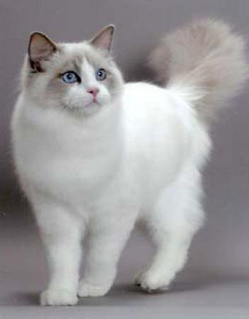 【褴褛猫】褴褛猫价格_褴褛猫图片_褴褛猫多少钱_褴褛猫好养吗_猫猫品种_宠物品种_宠物家族网