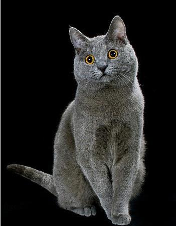 【沙特尔猫】沙特尔猫价格_沙特尔猫图片_沙特尔猫多少钱_沙特尔猫好养吗_猫猫品种_宠物品种_宠物家族网