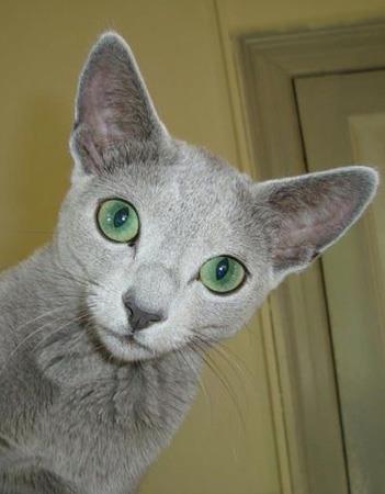 【俄罗斯蓝猫】俄罗斯蓝猫价格_俄罗斯蓝猫图片_俄罗斯蓝猫多少钱_俄罗斯蓝猫好养吗_猫猫品种_宠物品种_宠物家族网