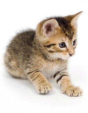 【玩具虎猫】玩具虎猫价格_玩具虎猫图片_玩具虎猫多少钱_玩具虎猫好养吗_猫猫品种_宠物品种_宠物家族网