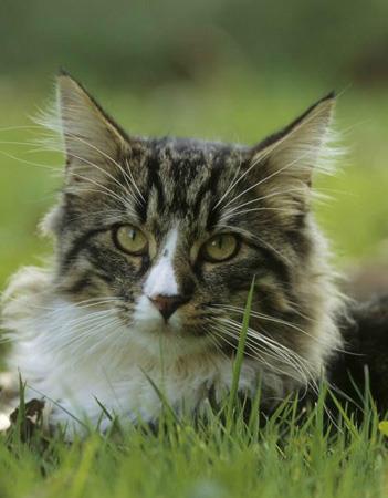 【挪威森林猫】挪威森林猫价格_挪威森林猫图片_挪威森林猫多少钱_挪威森林猫好养吗_猫猫品种_宠物品种_宠物家族网