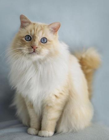 【伯曼猫】伯曼猫价格_伯曼猫图片_伯曼猫多少钱_伯曼猫好养吗_猫猫品种_宠物品种_宠物家族网