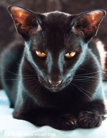 【东方短毛猫】东方短毛猫价格_东方短毛猫图片_东方短毛猫多少钱_东方短毛猫好养吗_猫猫品种_宠物品种_宠物家族网
