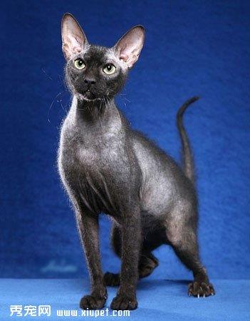 【彼得秃猫】彼得秃猫价格_彼得秃猫图片_彼得秃猫多少钱_彼得秃猫好养吗_猫猫品种_宠物品种_宠物家族网
