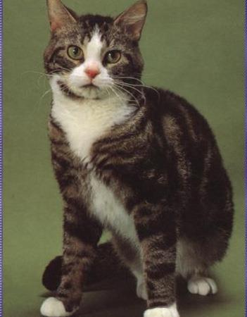 【美国刚毛猫】美国刚毛猫价格_美国刚毛猫图片_美国刚毛猫多少钱_美国刚毛猫好养吗_猫猫品种_宠物品种_宠物家族网